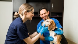 वेटनरी डॉक्टर बनने के लिए क्या करें, कोर्स से लेकर फीस तक जानें सबकुछ