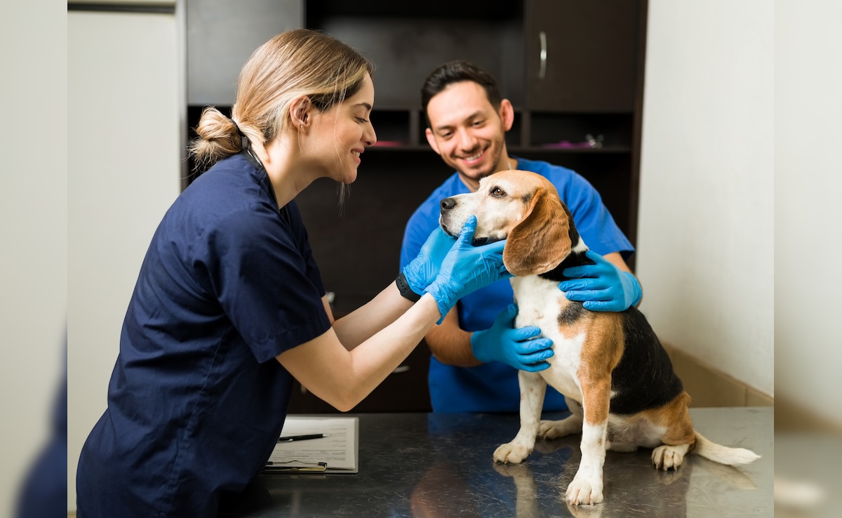 वेटनरी डॉक्टर बनने के लिए क्या करें, कोर्स से लेकर फीस तक जानें सबकुछ