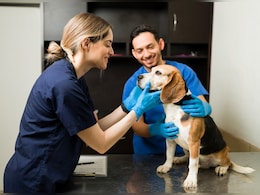 वेटनरी डॉक्टर बनने के लिए क्या करें, कोर्स से लेकर फीस तक जानें सबकुछ