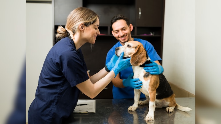 वेटनरी डॉक्टर बनने के लिए क्या करें, कोर्स से लेकर फीस तक जानें सबकुछ