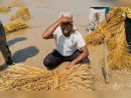 ओलों की मार से उजड़ा अन्नदाता: भिंड में 60,000 हेक्टेयर से ज्यादा फसल तबाह! बीजेपी विधायक बना ली दूरी&nbsp;