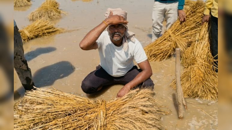 ओलों की मार से उजड़ा अन्नदाता: भिंड में 60,000 हेक्टेयर से ज्यादा फसल तबाह! बीजेपी विधायक बना ली दूरी&nbsp;