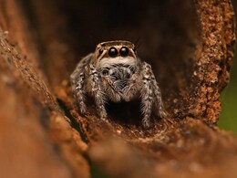 डेजर्ट नेशनल पार्क में हुई जंपिंग स्पाइडर &lsquo;मोग्रस शुष्का&rsquo; की खोज, दुनिया भर के वैज्ञानिकों की नजरें टिकीं
