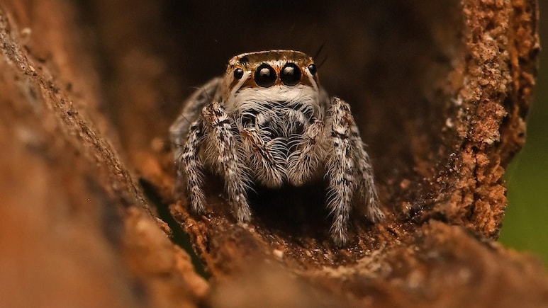 डेजर्ट नेशनल पार्क में हुई जंपिंग स्पाइडर &lsquo;मोग्रस शुष्का&rsquo; की खोज, दुनिया भर के वैज्ञानिकों की नजरें टिकीं