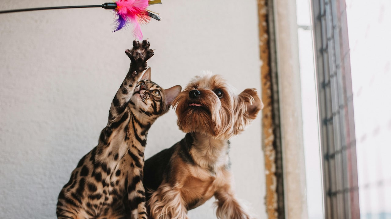 Air purifiers improve comfort in pet-friendly households. Air purifiers improve comfort in pet-friendly households.