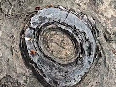 क्या UP में यहीं हुई थी जीवन की शुरुआत? 160 करोड़ साल पुराना फॉसिल्स पार्क UNESCO पहचान की राह पर