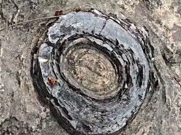 क्या UP में यहीं हुई थी जीवन की शुरुआत? 160 करोड़ साल पुराना फॉसिल्स पार्क UNESCO पहचान की राह पर