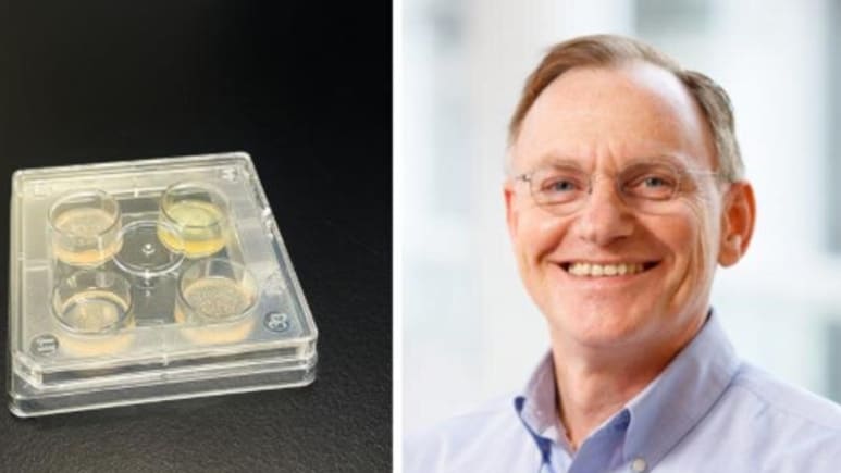 दवाओं को मात दे रहा ड्रग-रेसिस्टेंट फंगस, 50 वैज्ञानिकों बताए बचने की 5 सबसे जरूरी उपाय