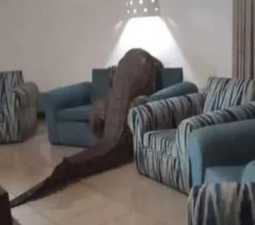 आराम से खाना खा रहे थे लोग, तभी रेस्त्रां में घुसा 12 फीट का मगरमच्छ, देख लोगों की हलक में अटकी जान!