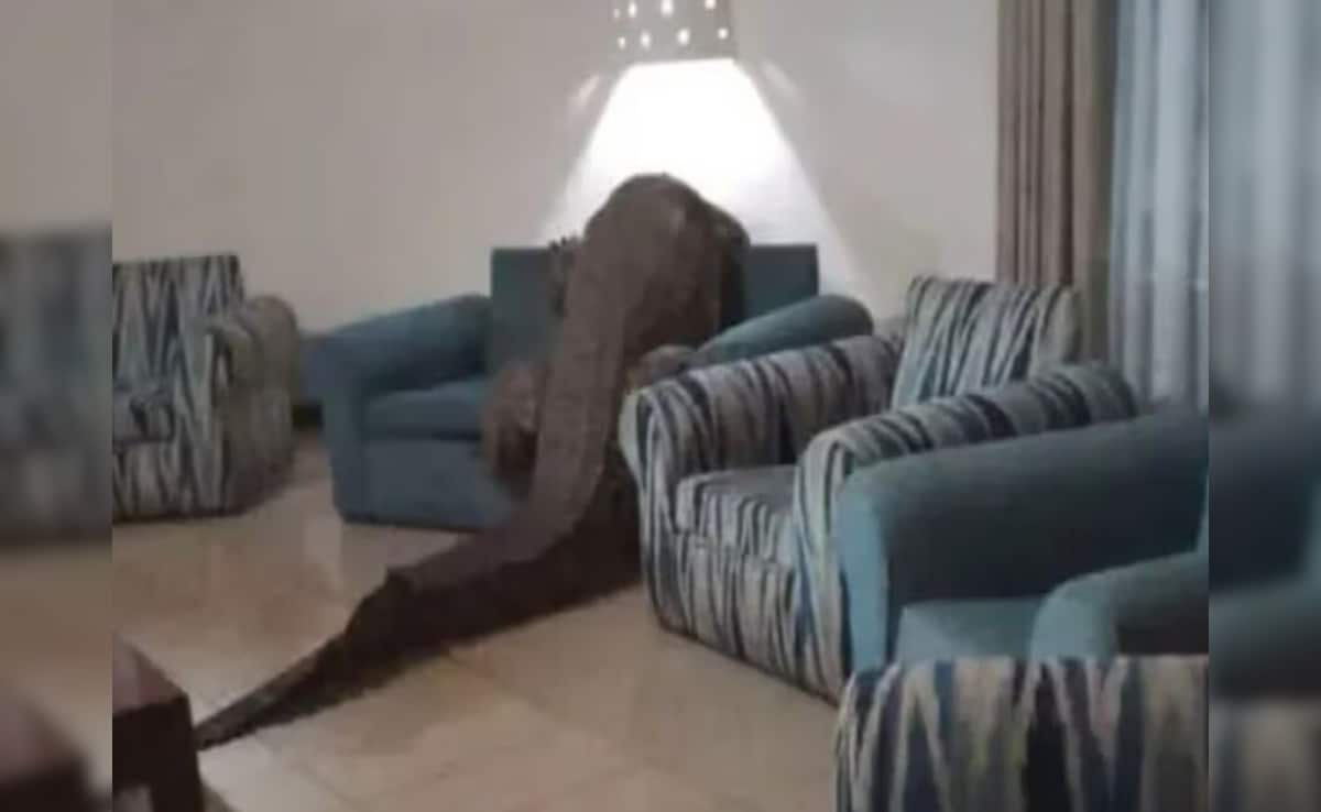 आराम से खाना खा रहे थे लोग, तभी रेस्त्रां में घुसा 12 फीट का मगरमच्छ, देख लोगों की हलक में अटकी जान!