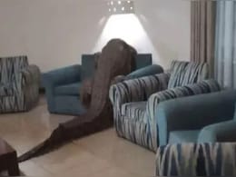 आराम से खाना खा रहे थे लोग, तभी रेस्त्रां में घुसा 12 फीट का मगरमच्छ, देख लोगों की हलक में अटकी जान!