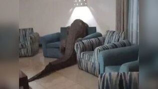 आराम से खाना खा रहे थे लोग, तभी रेस्त्रां में घुसा 12 फीट का मगरमच्छ, देख लोगों की हलक में अटकी जान!