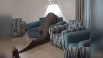 आराम से खाना खा रहे थे लोग, तभी रेस्त्रां में घुसा 12 फीट का मगरमच्छ, देख लोगों की हलक में अटकी जान!