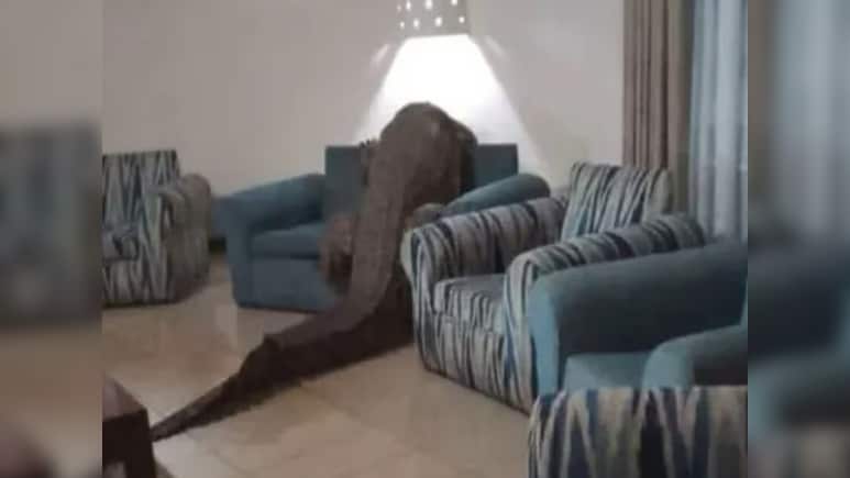 आराम से खाना खा रहे थे लोग, तभी रेस्त्रां में घुसा 12 फीट का मगरमच्छ, देख लोगों की हलक में अटकी जान!