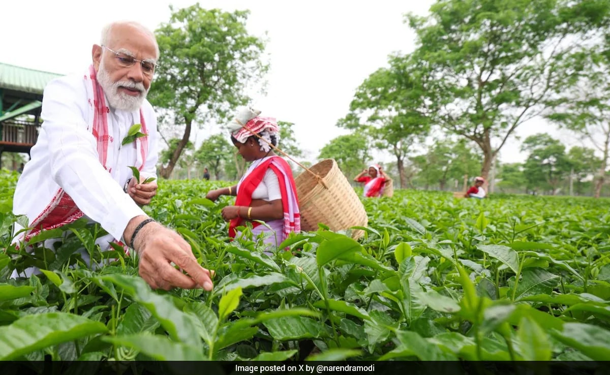 PM Modi Plucks Tea Leaves From Assam Garden, Interacts With Workers