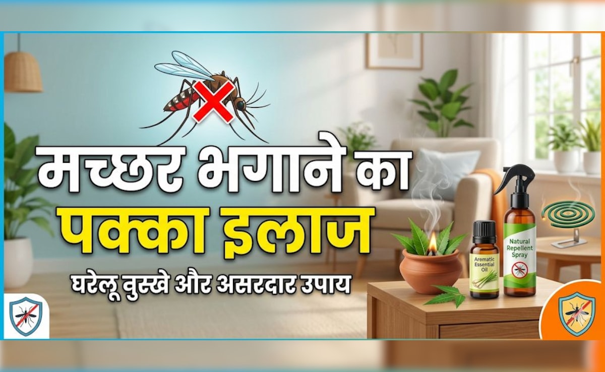 न क्वाइल का धुआं, न बदबू, घर में लगाएं ये पौधा, आस-पास नहीं भटकेंगे मच्छर