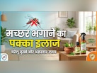 न क्वाइल का धुआं, न बदबू, घर में लगाएं ये पौधा, आस-पास नहीं भटकेंगे मच्छर