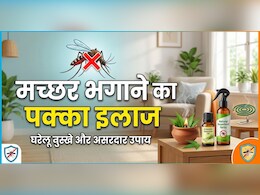 न क्वाइल का धुआं, न बदबू, घर में लगाएं ये पौधा, आस-पास नहीं भटकेंगे मच्छर