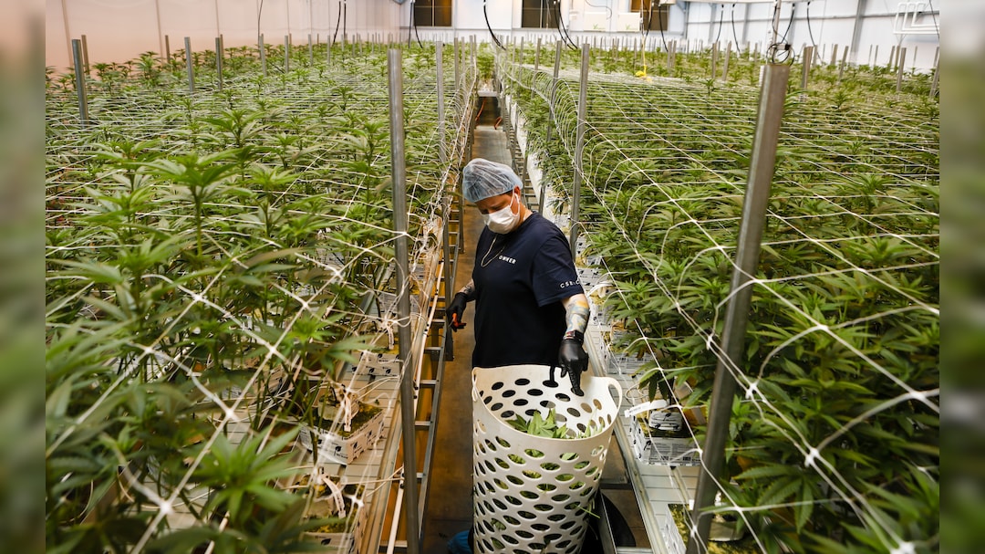 US Justice Department Expected To Ease Marijuana Controls As Soon as Wednesday