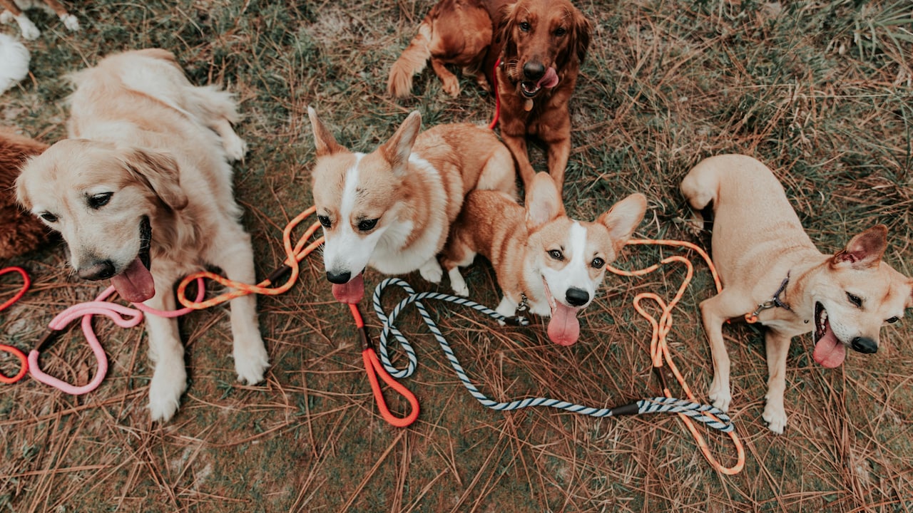 Why Cheap Leashes Snap And What Makes A Durable One Why Cheap Leashes Snap And What Makes A Durable One
