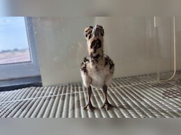 Rajasthan: थार के रेगिस्तान में गूंजी राज्य पक्षी गोडावण की किलकारी, 11 नए चूजों ने लिया जन्म, संख्या पहुंची 79 के पार