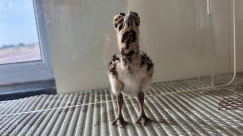 Rajasthan: थार के रेगिस्तान में गूंजी राज्य पक्षी गोडावण की किलकारी, 11 नए चूजों ने लिया जन्म, संख्या पहुंची 79 के पार