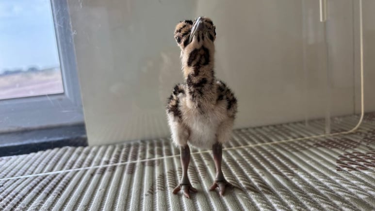 Rajasthan: थार के रेगिस्तान में गूंजी राज्य पक्षी गोडावण की किलकारी, 11 नए चूजों ने लिया जन्म, संख्या पहुंची 79 के पार