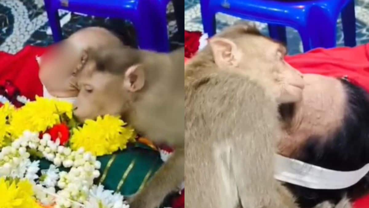Monkey Mourns Woman Who Fed It For Years In Karnataka, Emotional Video Viral