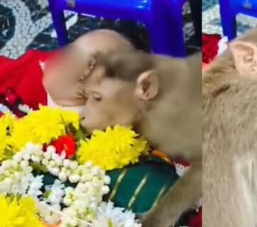 मत जाओ मां...खाना खिलाने वाली बुजुर्ग के शव से लिपट कर रोया बंदर- VIDEO