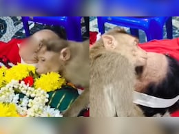 मत जाओ मां...खाना खिलाने वाली बुजुर्ग के शव से लिपट कर रोया बंदर- VIDEO