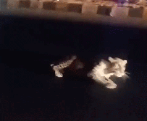 2 घंटे तक हाईवे पर घायल पड़ा था लेपर्ड, होश आया तो वीडियो बना रहे लोग भाग खड़े हुए