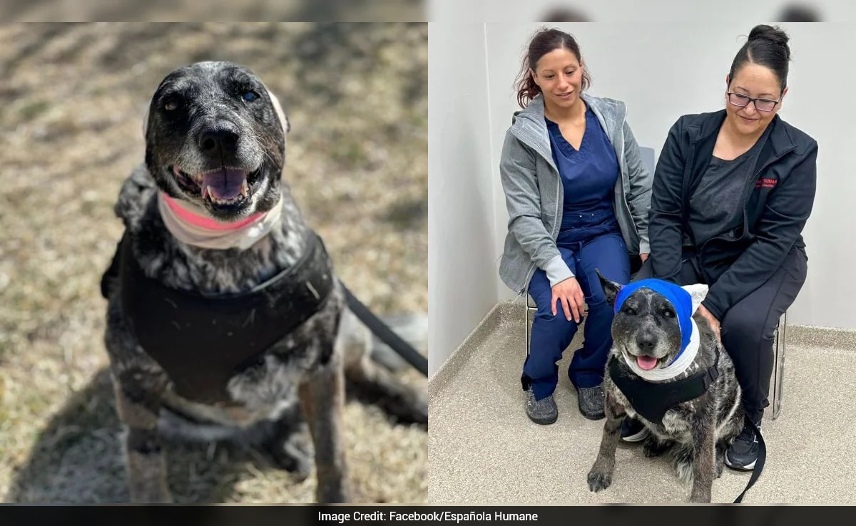 The Art of Baking: From Classic Bread to Artisan Pastries