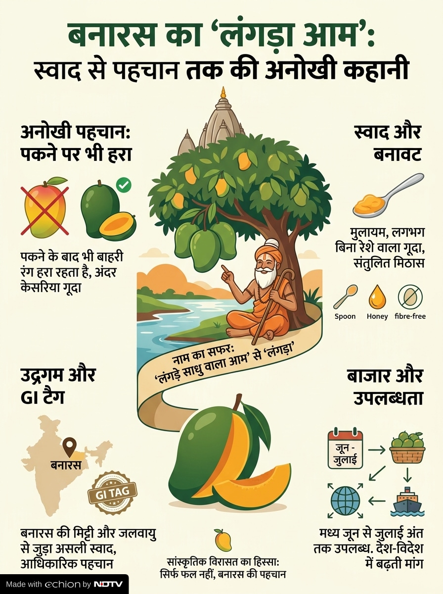 Langra mango , Langra mango Varanasi , Banarasi Langra , GI tag mango India , Malda mango , Dudhiyā Langra Bhagalpur , Indian mango varieties , green mango variety , Varanasi Langra Mango , History of Langra Aam,   लंगड़ा आम, लंगड़ा आम की कहानी, बनारस लंगड़ा आम, lagda aam story, आम का नाम लंगड़ा क्यों, लंगड़ा आम क्यों खास है, बनारस के मशहूर आम, भारतीय आमों की कहानी,