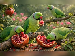 तोते चट कर गए अनार, किसान ने लगाई गुहार; अब कोर्ट के आदेश पर सरकार करेगी भरपाई, देगी मुआवजा