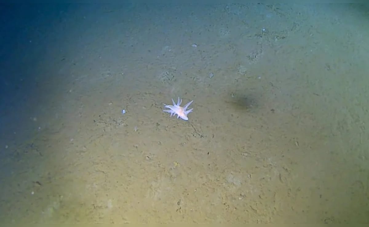 समुद्री जीव ने तोड़े विज्ञान के नियम, 30,000 फीट गहराई में मिला रहस्यमयी जीव