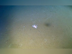 समुद्री जीव ने तोड़े विज्ञान के नियम, 30,000 फीट गहराई में मिला रहस्यमयी जीव