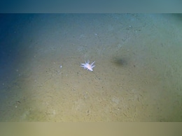 समुद्री जीव ने तोड़े विज्ञान के नियम, 30,000 फीट गहराई में मिला रहस्यमयी जीव