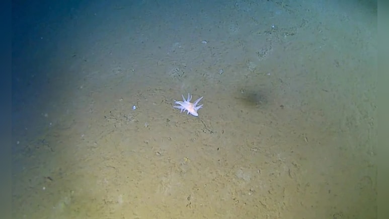 समुद्री जीव ने तोड़े विज्ञान के नियम, 30,000 फीट गहराई में मिला रहस्यमयी जीव