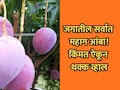 Most Expensive Mango:  जगातील सर्वात महाग आंबा, सुरक्षेसाठी गार्ड तैनात; 1 किलोच्या किमतीत सुपर बाईक येईल!