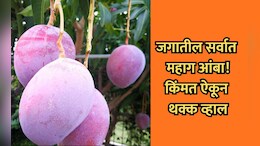 Most Expensive Mango:  जगातील सर्वात महाग आंबा, सुरक्षेसाठी गार्ड तैनात; 1 किलोच्या किमतीत सुपर बाईक येईल!