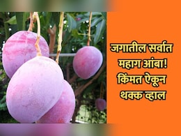 Most Expensive Mango:  जगातील सर्वात महाग आंबा, सुरक्षेसाठी गार्ड तैनात; 1 किलोच्या किमतीत सुपर बाईक येईल!