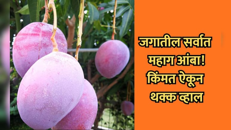 Most Expensive Mango:  जगातील सर्वात महाग आंबा, सुरक्षेसाठी गार्ड तैनात; 1 किलोच्या किमतीत सुपर बाईक येईल!