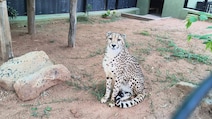 4 South African Cheetahs Arrive At Bengaluru's Bannerghatta Biological Park