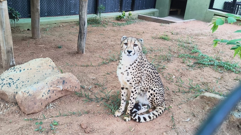 4 South African Cheetahs Arrive At Bengaluru's Bannerghatta Biological Park