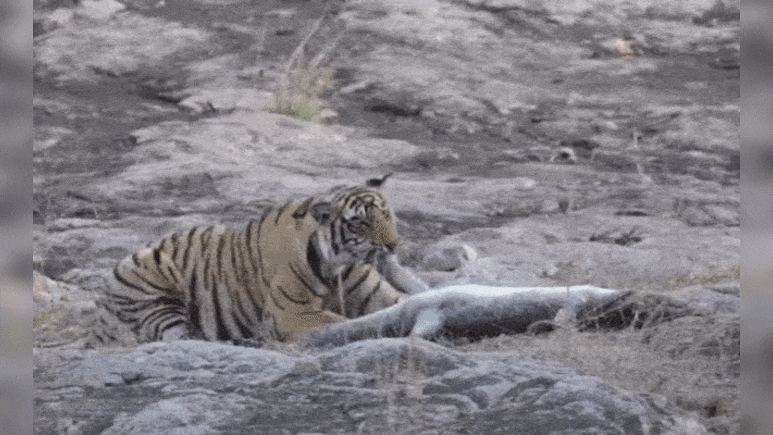 हैरतअंगेज! मछली की पोती 'शक्ति' ने मगरमच्छ को बनाया निवाला, रणथंभौर में दिखा बाघिन का खूंखार रूप
