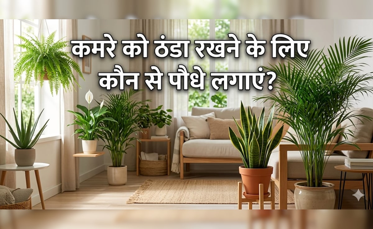 लाइट जाने के बाद भी कमरा रहेगा ठंडा, अगर इन 5 पौधों को रख लिया Room के अंदर