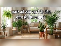 लाइट जाने के बाद भी कमरा रहेगा ठंडा, अगर इन 5 पौधों को रख लिया Room के अंदर