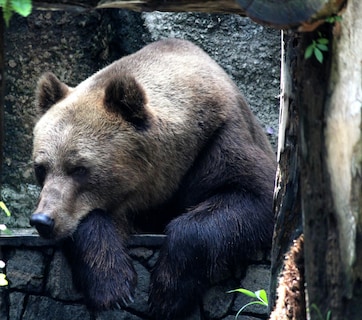 गजब की जालसाजी! भालू बनकर किया करोड़ों का इंश्योरेंस फ्रॉड, अब चक्की पीस रहे हैं आरोपी