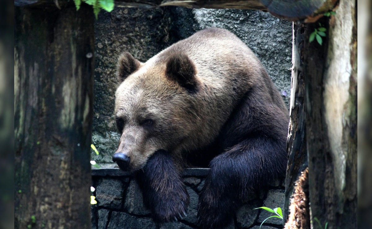 गजब की जालसाजी! भालू बनकर किया करोड़ों का इंश्योरेंस फ्रॉड, अब चक्की पीस रहे हैं आरोपी