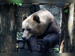 गजब की जालसाजी! भालू बनकर किया करोड़ों का इंश्योरेंस फ्रॉड, अब चक्की पीस रहे हैं आरोपी